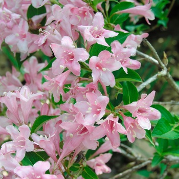 Weigela florida 'Pink Princess' 