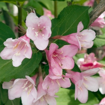 Weigela florida 'Pink Delight' 