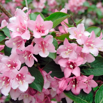 Weigela florida 'Pink Delight'