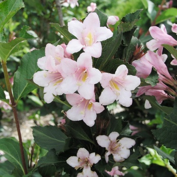 Weigela florida 'Polka'