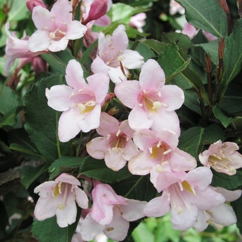 Weigela florida 'Polka' 