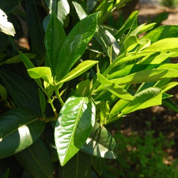 Prunus laurocerasus 'Latifolia' 