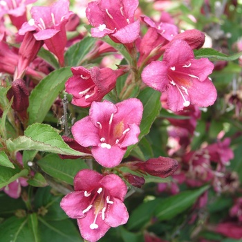 Weigela florida 'Vanicek'