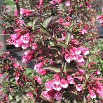 Weigela florida 'Victoria' 