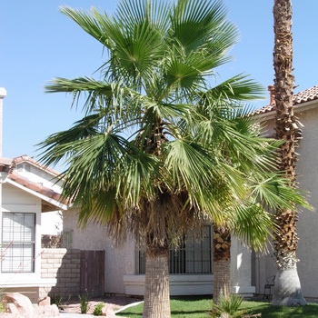 Washingtonia fillifera (filibusta)