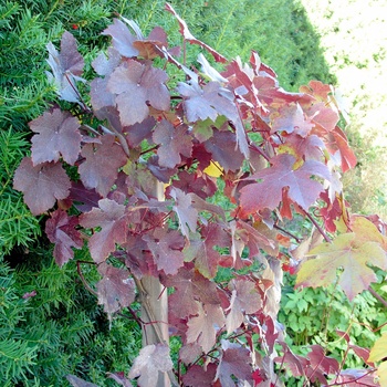 Vitis vinifera 'Purpurea' 