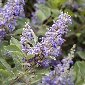 Vitex rotundifolia