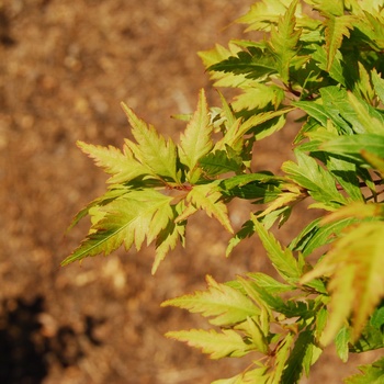 Acer palmatum 'Beni Hagoromo' 