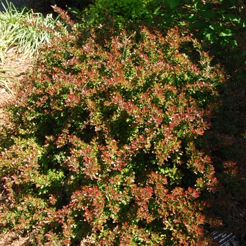 Berberis thunbergii 'Monomb' 