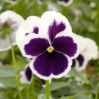 Viola x wittrockiana 'Rippling Waters' 