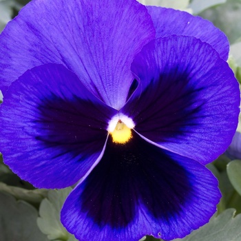 Viola x wittrockiana 'Blue Blotch' 
