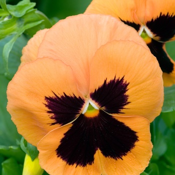 Viola x wittrockiana 'Orange Blotch' 