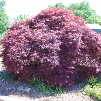 Acer palmatum var. dissectum 'Red Filigree Lace' 