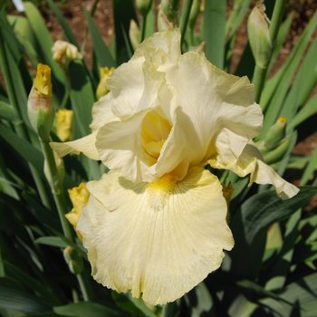 Iris germanica 'Again and Again' 