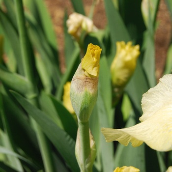 Iris germanica 'Again and Again'