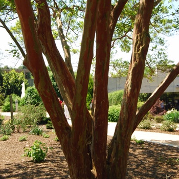 Lagerstroemia fauriei 