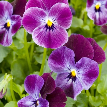 Viola cornuta 'Pierrot' 