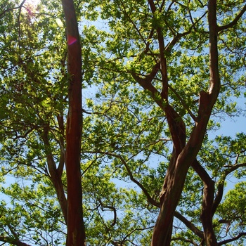 Lagerstroemia fauriei