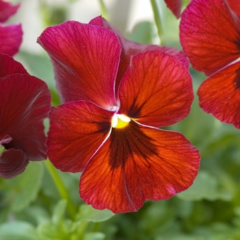 Viola x wittrockiana 'Red with Blotch' 