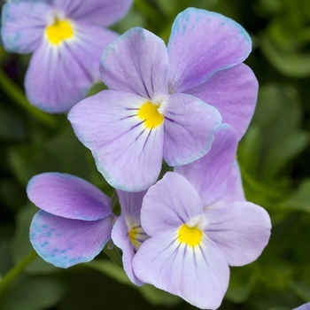 Viola cornuta 'Aquamarine' 