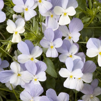 Viola cornuta 'Blue and White' 