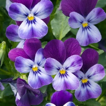 Viola cornuta 'Purple Blue' 