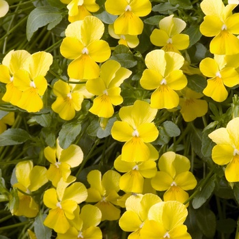 Viola cornuta 'Yellow' 