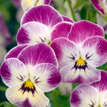 Viola cornuta 'Valentine' 