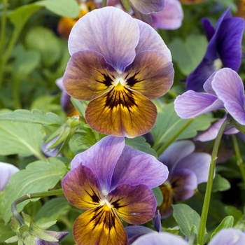 Viola 'Blueberry Glow' 