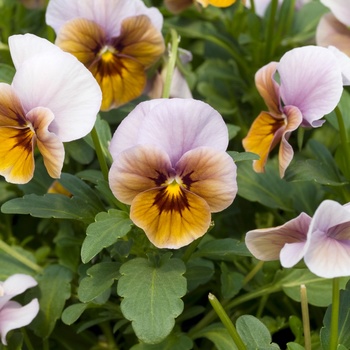 Viola 'Lilac Glow' 