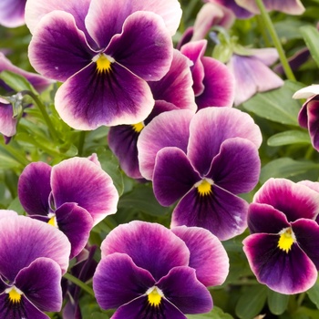 Viola 'Rose Picotee' 