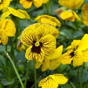 Viola cornuta 'Yellow' 