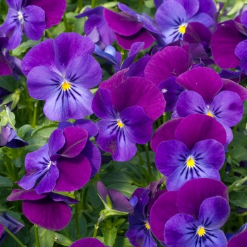 Viola 'Violet Duet' 