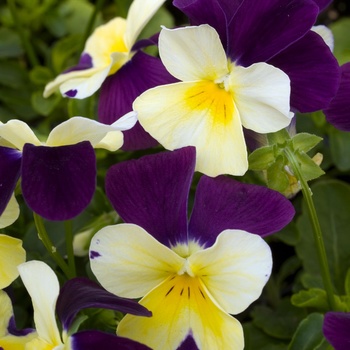Viola 'Purple Wing' 