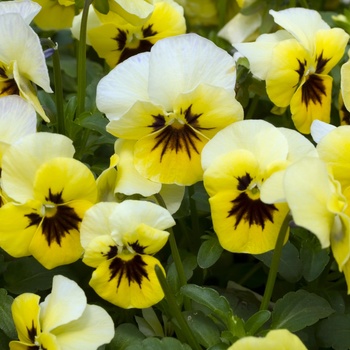 Viola 'Yellow Blotch' 