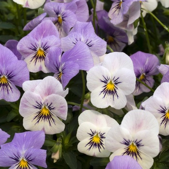 Viola 'Yes Coconut Frost' 