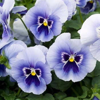 Viola x wittrockiana 'Light Blue' 