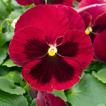 Viola x wittrockiana 'Red Blotch' 