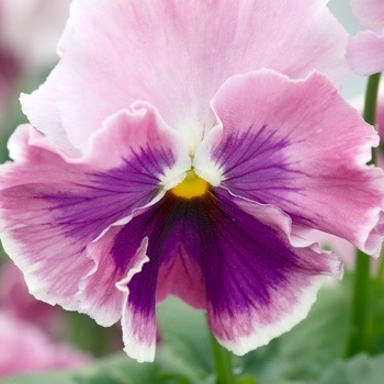 Viola x wittrockiana 'Bolero Pastel Rose Shades' 