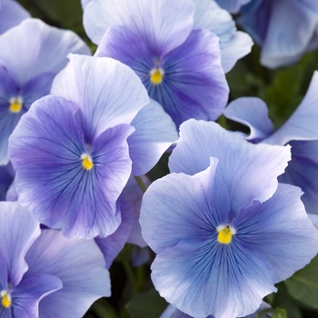 Viola x wittrockiana 'Supreme Sky Blue' 