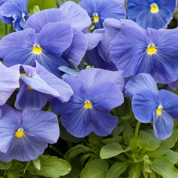 Viola x wittrockiana 'Blue' 