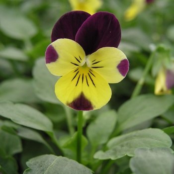 Viola cornuta 'Sunny Royale' 
