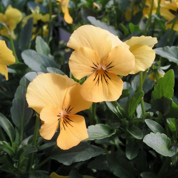 Viola cornuta 'Orange Delight' 