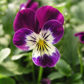Viola cornuta 'Blackberry Cream' 