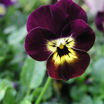 Viola cornuta 'Babyface Ruby and Gold' 