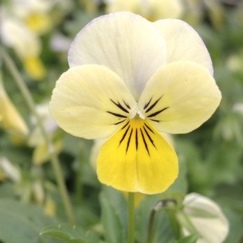 Viola cornuta 'Yellow Frost' 