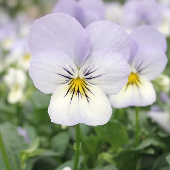Viola cornuta 'Blueberry Cream' 