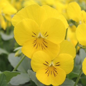 Viola cornuta 'Yellow Delight' 