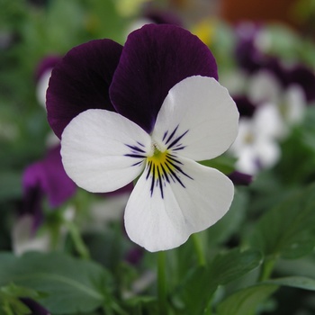 Viola cornuta 'Coconut Duet' 