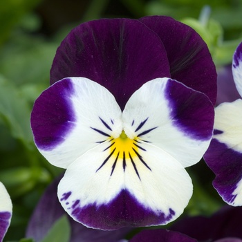 Viola cornuta 'White Violet Wing' 